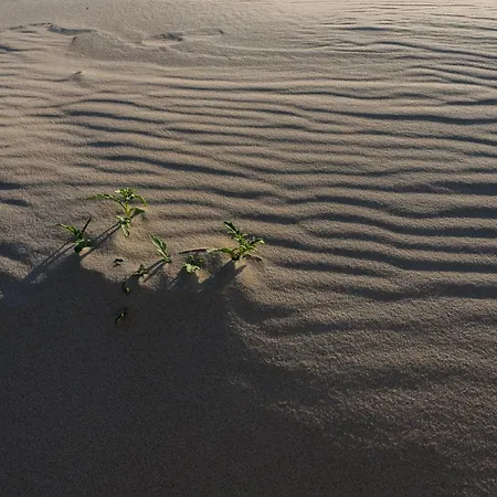 Lejlighed Cote Dunes Mimizan